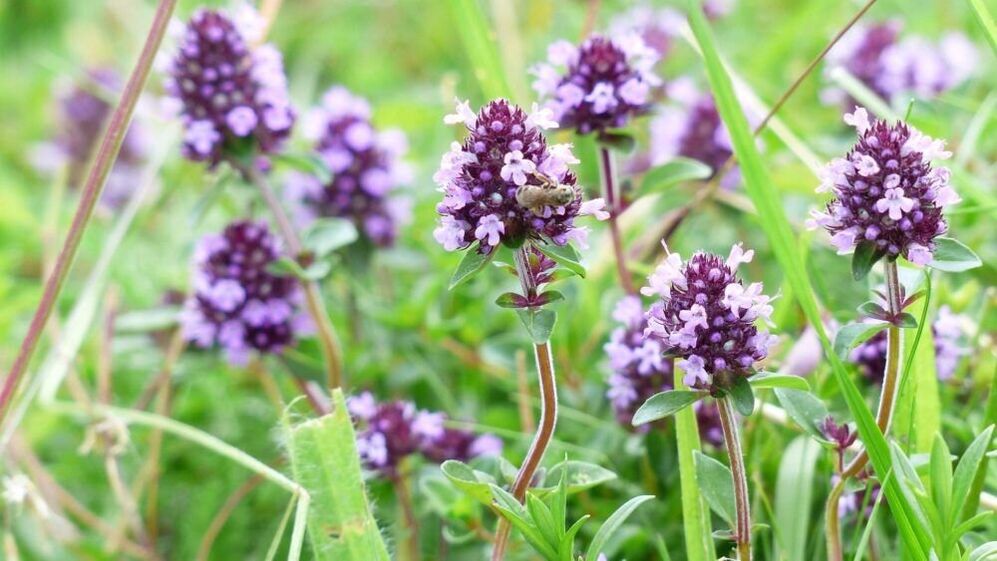 Herba de tomiño para a ampliación do pene