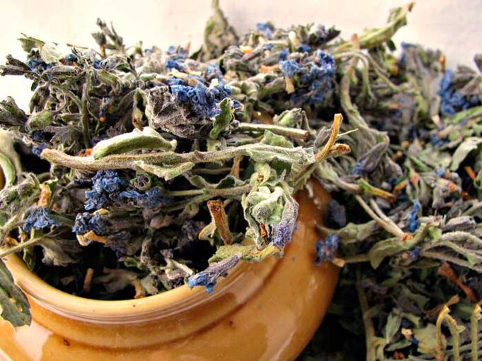 Lungwort seco usado nunha infusión medicinal que agranda o pene dun home