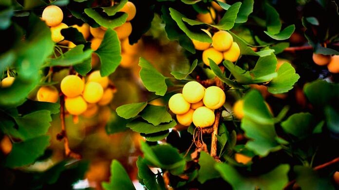 O Ginkgo biloba é un estimulante do crecemento do pene