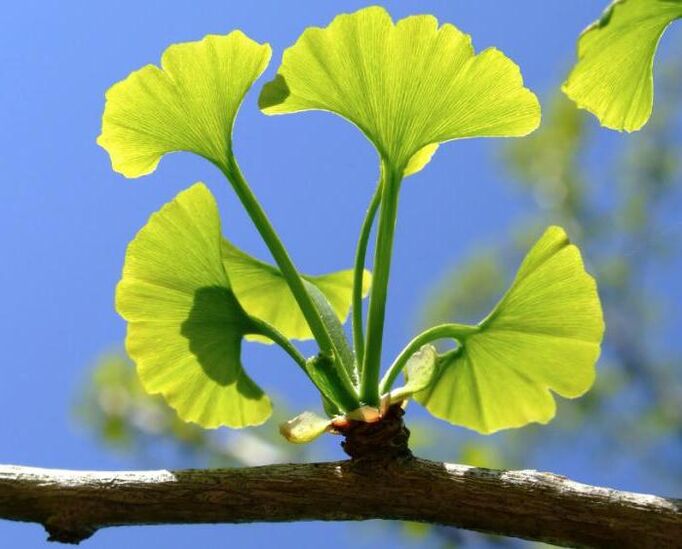 Ginkgo Saker para a ampliación do pene